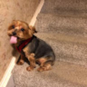 Meet your Posher, Shirley